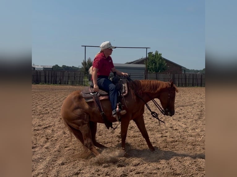 American Quarter Horse Stute 3 Jahre 142 cm Rotfuchs in Ravenna