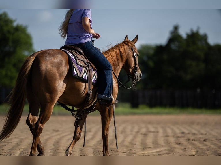 American Quarter Horse Stute 3 Jahre 142 cm Rotfuchs in Ravenna