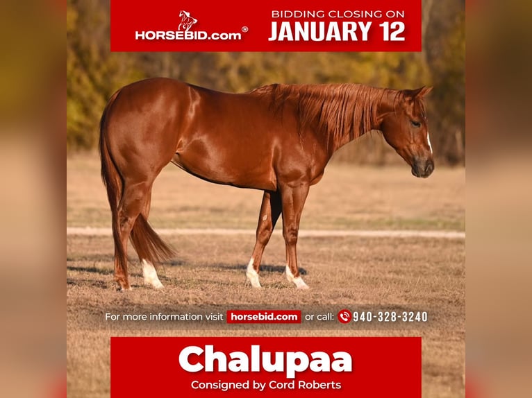 American Quarter Horse Stute 3 Jahre 142 cm Rotfuchs in Waco