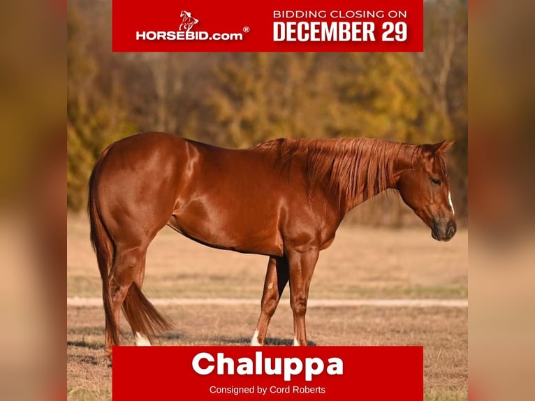 American Quarter Horse Stute 3 Jahre 142 cm Rotfuchs in Waco