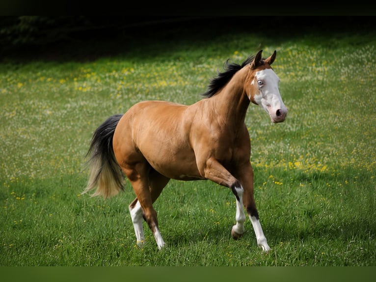 American Quarter Horse Stute 3 Jahre 143 cm Buckskin in Berschweiler