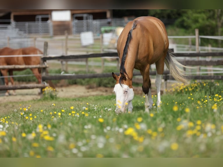 American Quarter Horse Stute 3 Jahre 143 cm Buckskin in Berschweiler