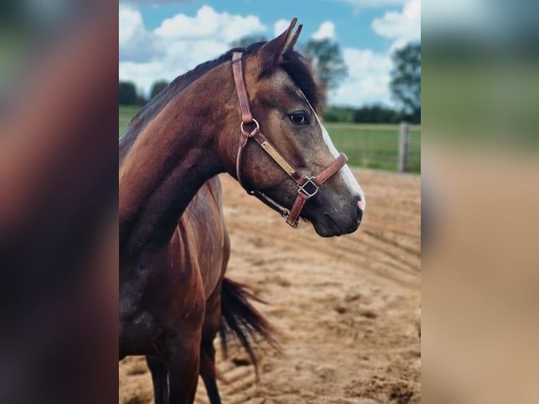 American Quarter Horse Stute 3 Jahre 143 cm Buckskin in Kronsmoor