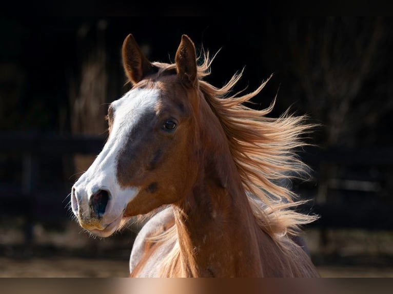 American Quarter Horse Stute 3 Jahre 143 cm Fuchs in Michelsneukirchen