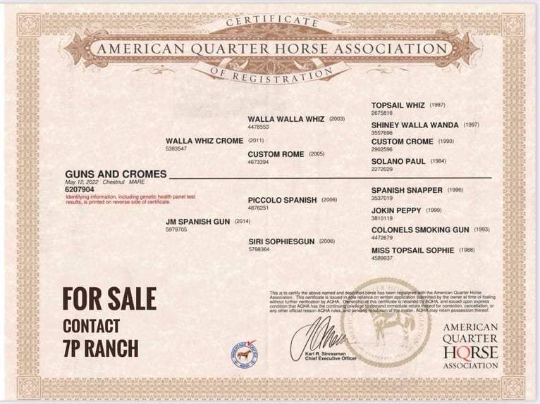 American Quarter Horse Stute 3 Jahre 143 cm Fuchs in Michelsneukirchen
