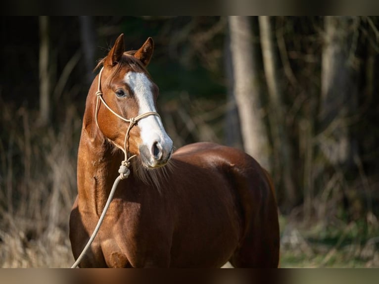 American Quarter Horse Stute 3 Jahre 143 cm Fuchs in Michelsneukirchen