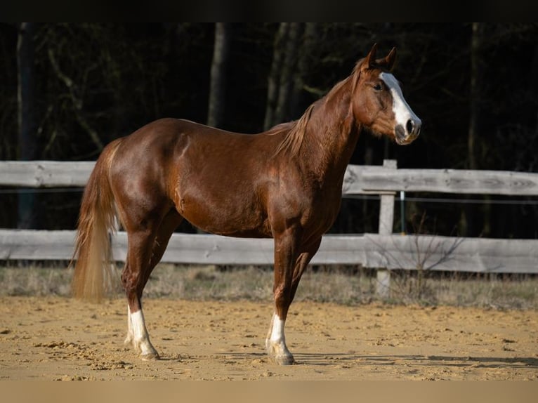 American Quarter Horse Stute 3 Jahre 143 cm Fuchs in Michelsneukirchen