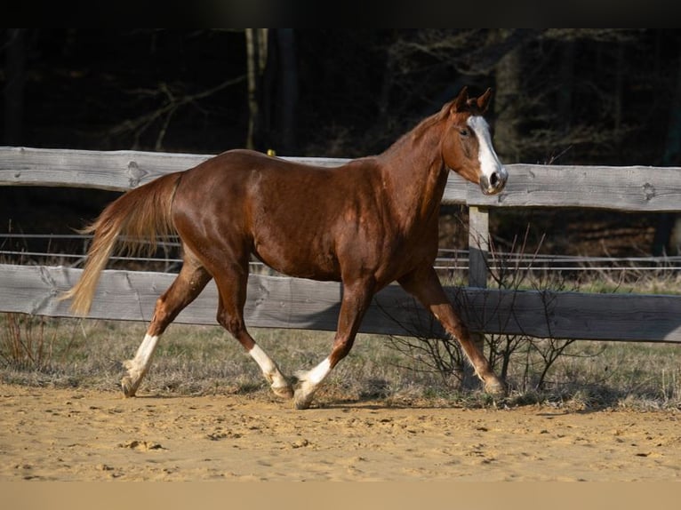 American Quarter Horse Stute 3 Jahre 143 cm Fuchs in Michelsneukirchen