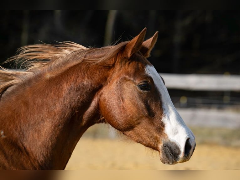 American Quarter Horse Stute 3 Jahre 143 cm Fuchs in Michelsneukirchen