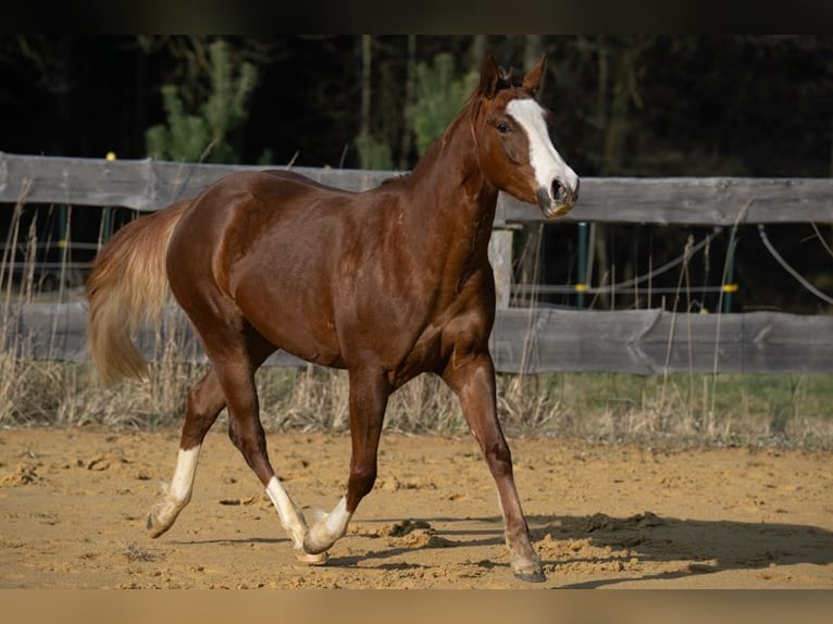 American Quarter Horse Stute 3 Jahre 143 cm Fuchs in Michelsneukirchen