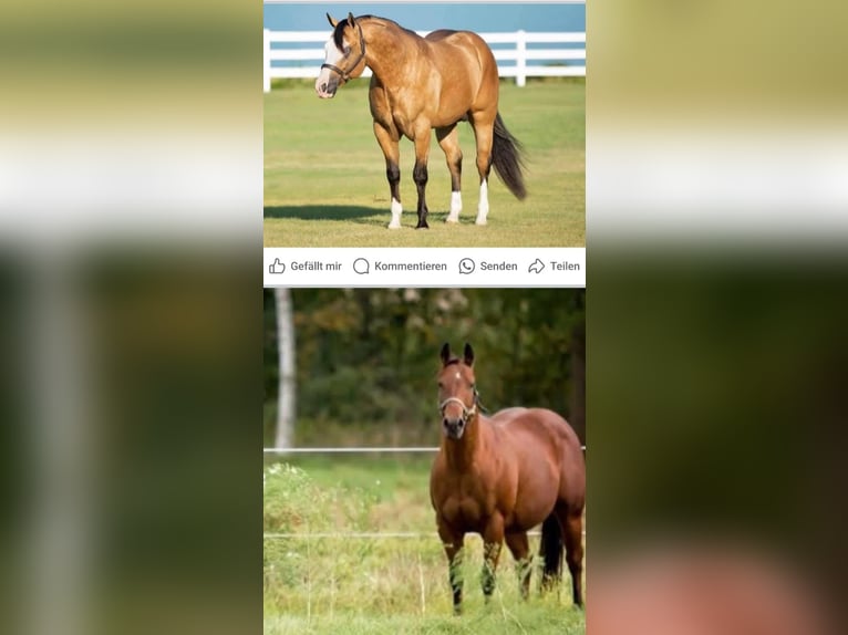 American Quarter Horse Stute 3 Jahre 145 cm Brauner in Steinen
