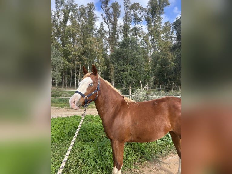 American Quarter Horse Stute 3 Jahre 145 cm Champagne in Latina