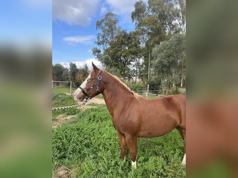 American Quarter Horse Stute 3 Jahre 145 cm Champagne in Latina