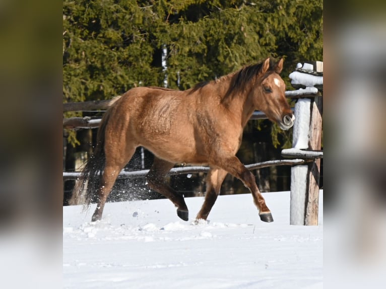 American Quarter Horse Stute 3 Jahre 145 cm Dunalino in Neuhofen an der Krems