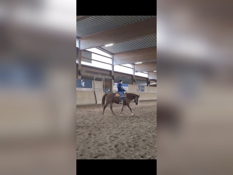 American Quarter Horse Stute 3 Jahre 145 cm Fuchs in Burgebrach
