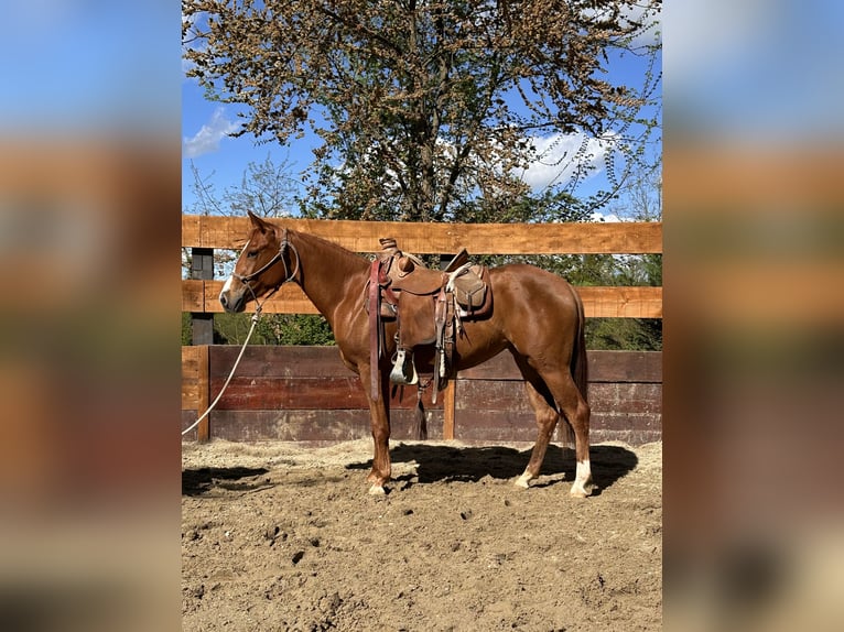 American Quarter Horse Stute 3 Jahre 145 cm Fuchs in cortazzone