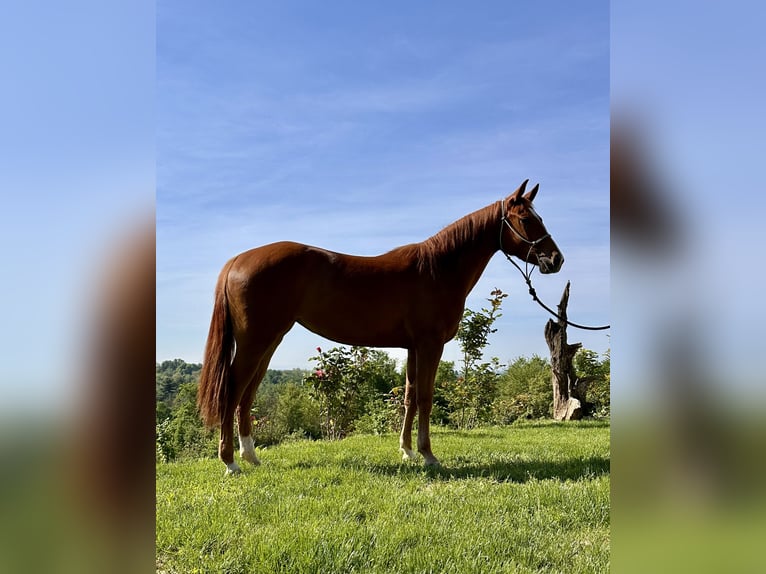 American Quarter Horse Stute 3 Jahre 145 cm Fuchs in cortazzone