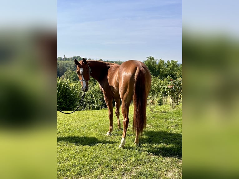 American Quarter Horse Stute 3 Jahre 145 cm Fuchs in cortazzone