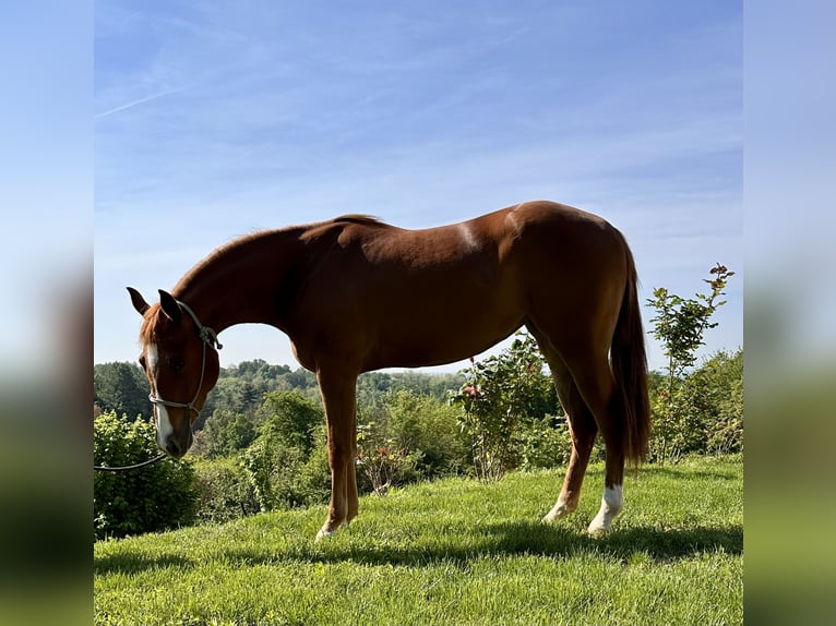 American Quarter Horse Stute 3 Jahre 145 cm Fuchs in cortazzone
