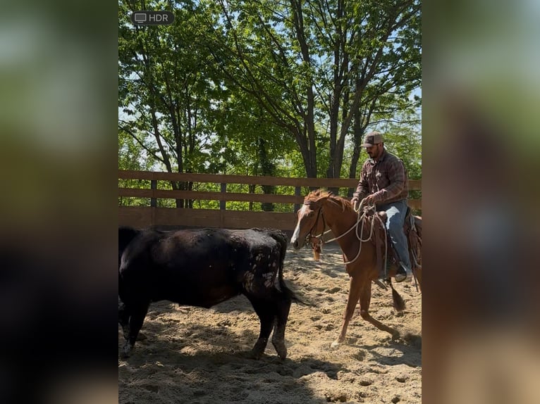 American Quarter Horse Stute 3 Jahre 145 cm Fuchs in cortazzone