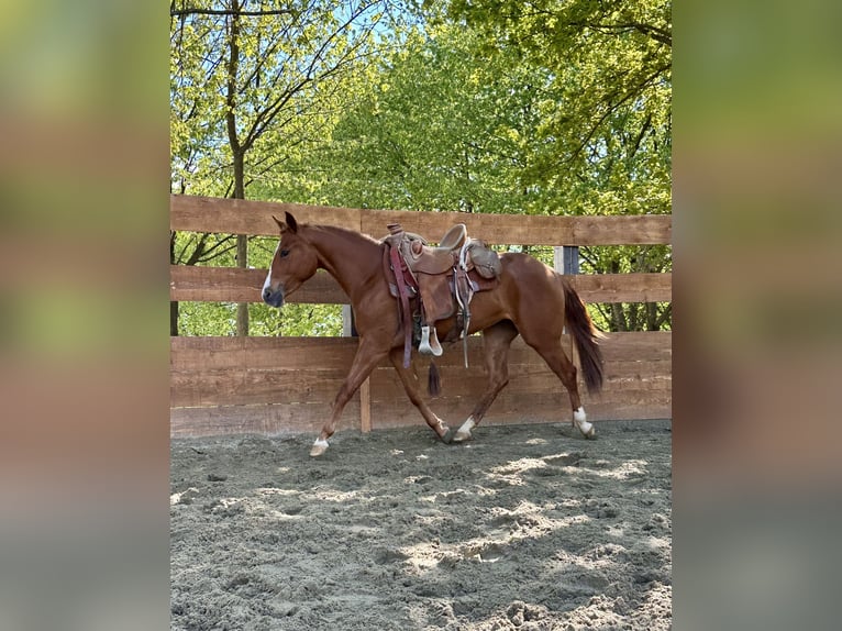 American Quarter Horse Stute 3 Jahre 145 cm Fuchs in cortazzone