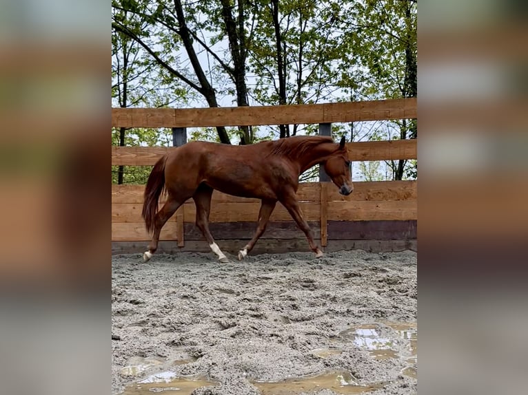 American Quarter Horse Stute 3 Jahre 145 cm Fuchs in cortazzone
