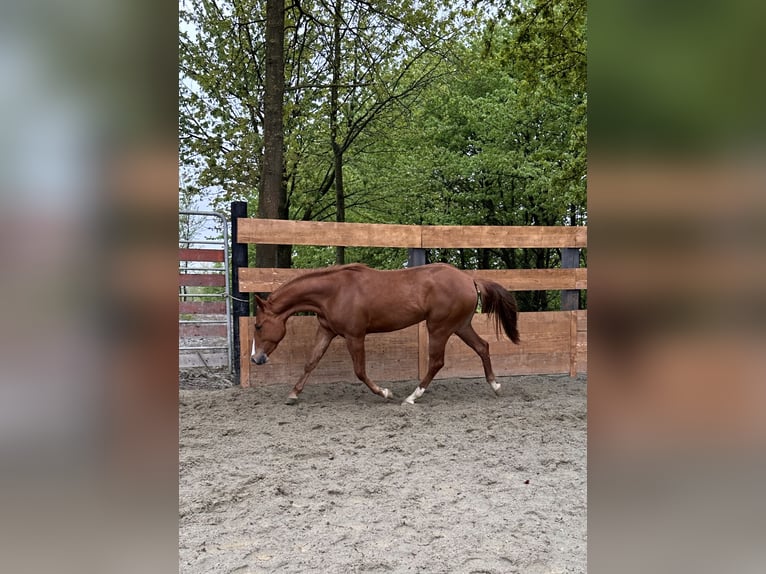 American Quarter Horse Stute 3 Jahre 145 cm Fuchs in cortazzone