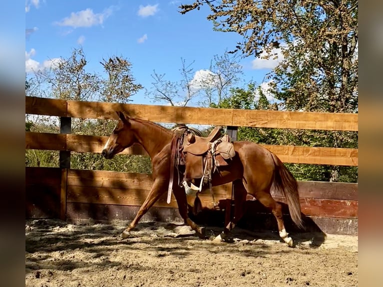 American Quarter Horse Stute 3 Jahre 145 cm Fuchs in cortazzone