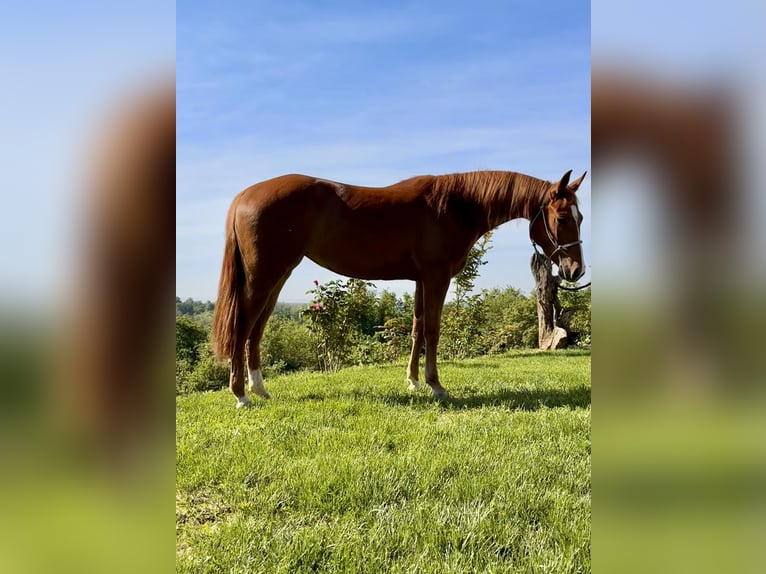 American Quarter Horse Stute 3 Jahre 145 cm Fuchs in cortazzone