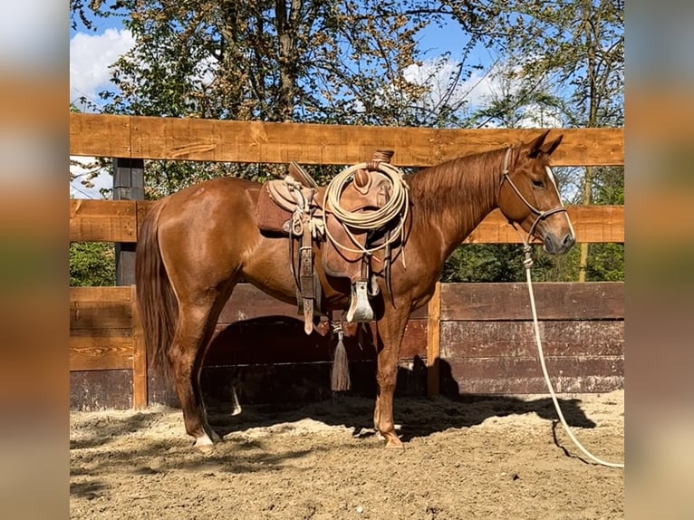 American Quarter Horse Stute 3 Jahre 145 cm Fuchs in cortazzone
