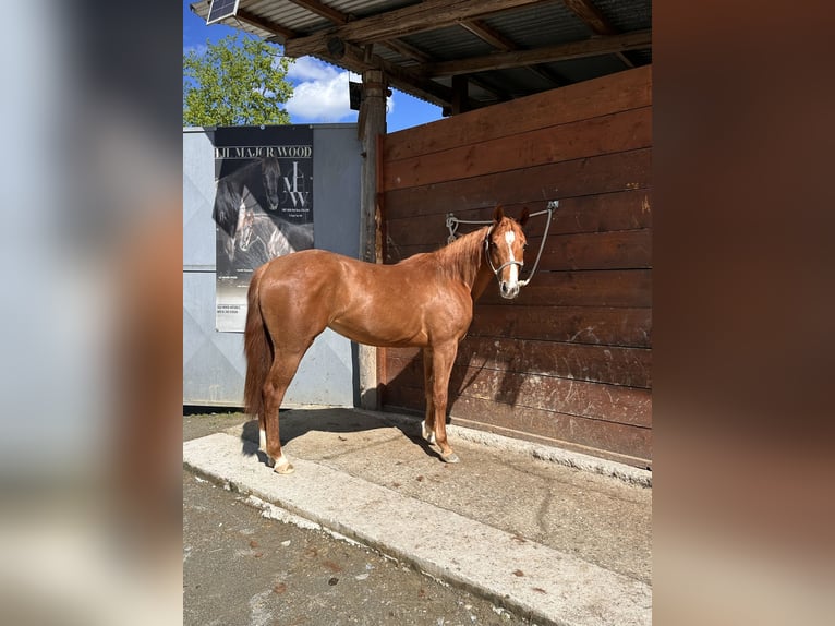 American Quarter Horse Stute 3 Jahre 145 cm Fuchs in cortazzone