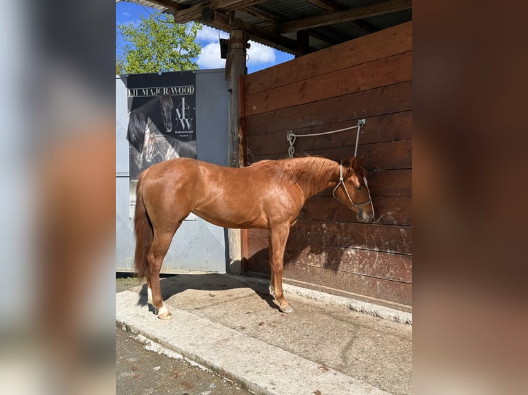 American Quarter Horse Stute 3 Jahre 145 cm Fuchs in cortazzone