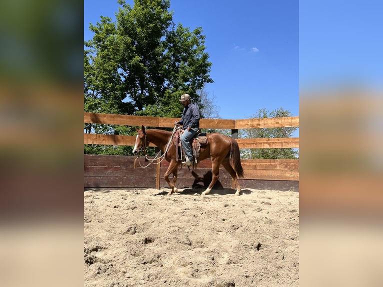 American Quarter Horse Stute 3 Jahre 145 cm Fuchs in cortazzone