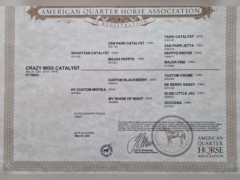 American Quarter Horse Stute 3 Jahre 145 cm Fuchs in cortazzone