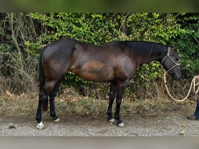American Quarter Horse Stute 3 Jahre 145 cm Rappe in Alterk&#xFC;lz