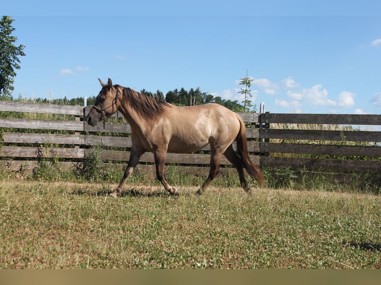 American Quarter Horse Stute 3 Jahre 145 cm Red Dun in Neuhofen an der Krems