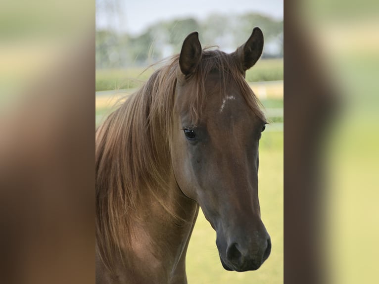 American Quarter Horse Stute 3 Jahre 145 cm Red Dun in Weng