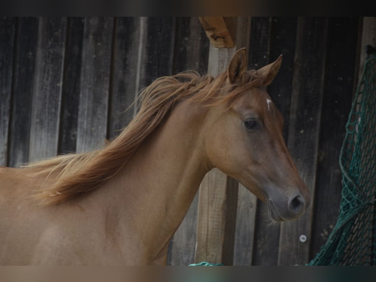 American Quarter Horse Stute 3 Jahre 145 cm Red Dun in Weng