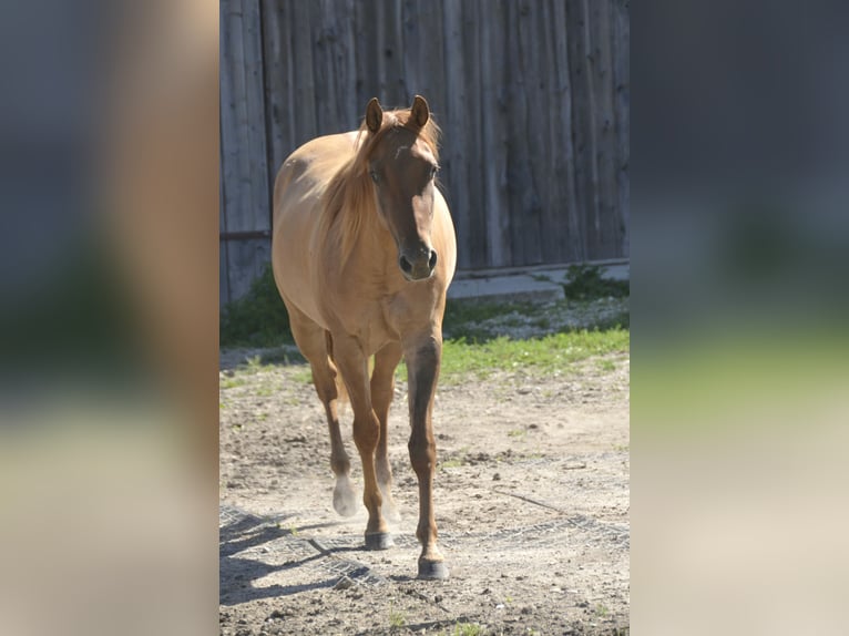 American Quarter Horse Stute 3 Jahre 145 cm Red Dun in Weng
