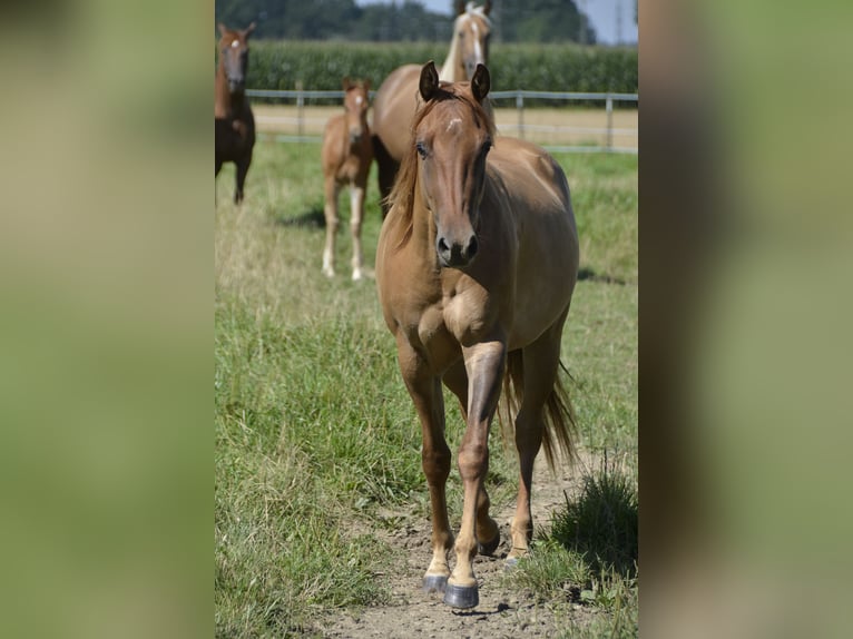 American Quarter Horse Stute 3 Jahre 145 cm Red Dun in Weng