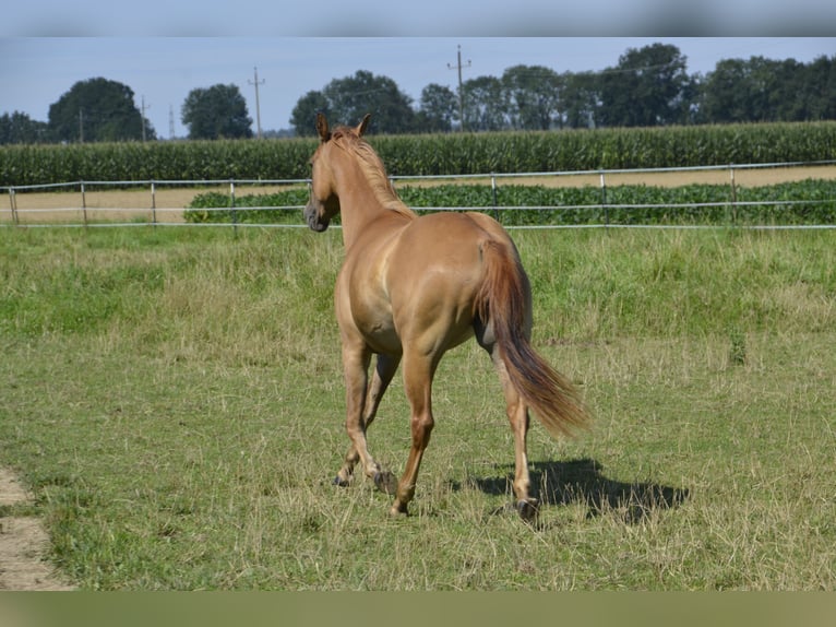 American Quarter Horse Stute 3 Jahre 145 cm Red Dun in Weng