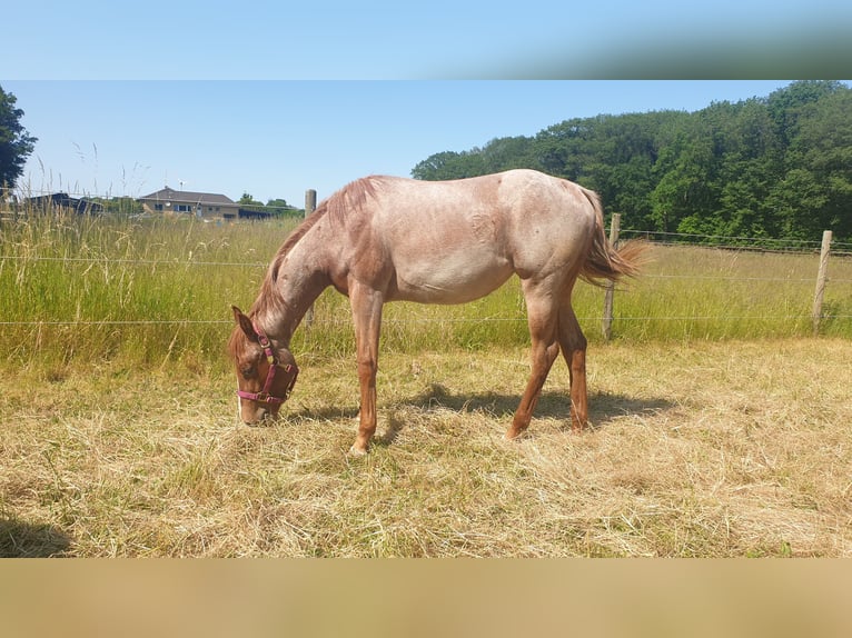 American Quarter Horse Stute 3 Jahre 145 cm Roan-Red in Geldern