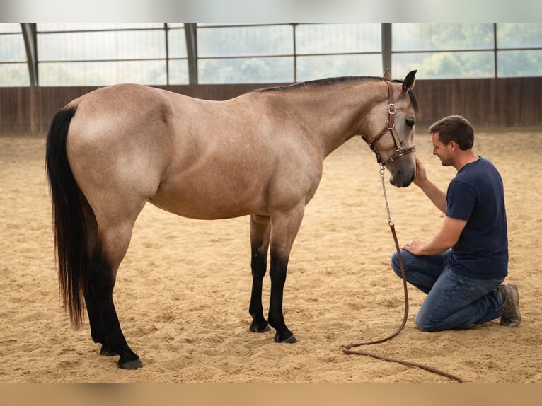 American Quarter Horse Stute 3 Jahre 146 cm Buckskin in UeßHöchstberg