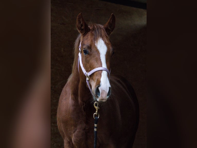 American Quarter Horse Stute 3 Jahre 146 cm Dunkelfuchs in AalenAalen