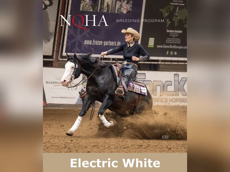 American Quarter Horse Stute 3 Jahre 146 cm Falbe in Halfing