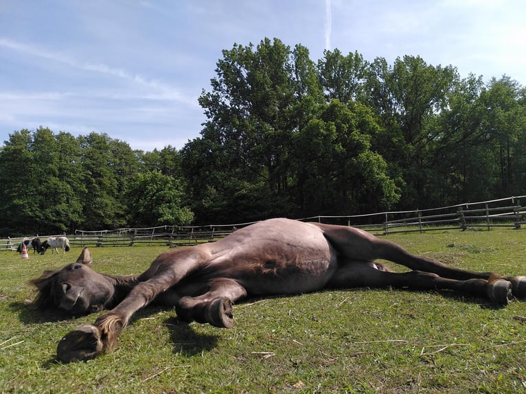 American Quarter Horse Mix Stute 3 Jahre 146 cm Grullo in Hamburg Steinwerder