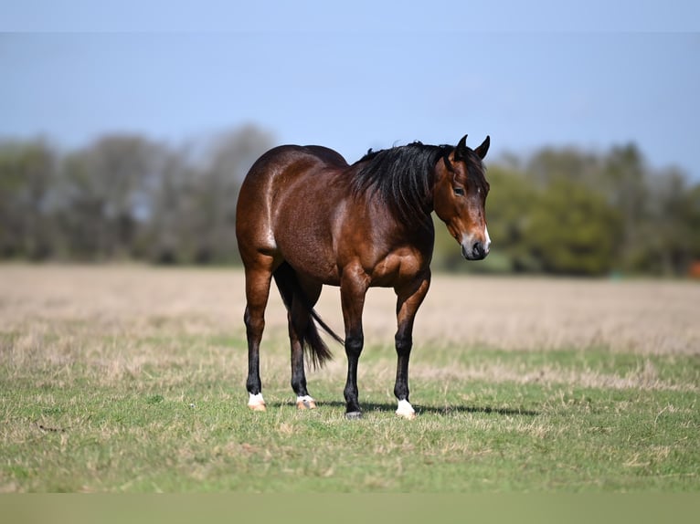 American Quarter Horse Stute 3 Jahre 147 cm in Waco, TX