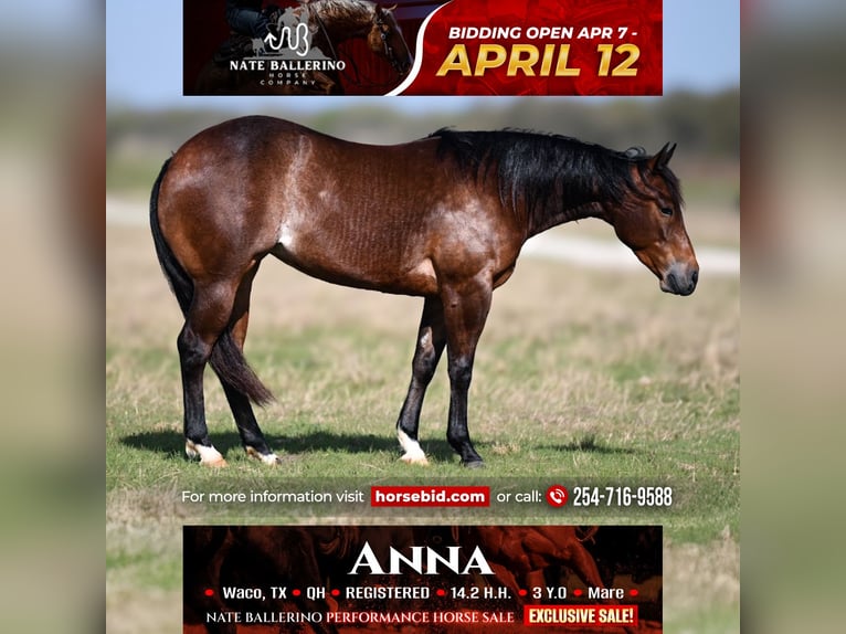 American Quarter Horse Stute 3 Jahre 147 cm in Waco, TX