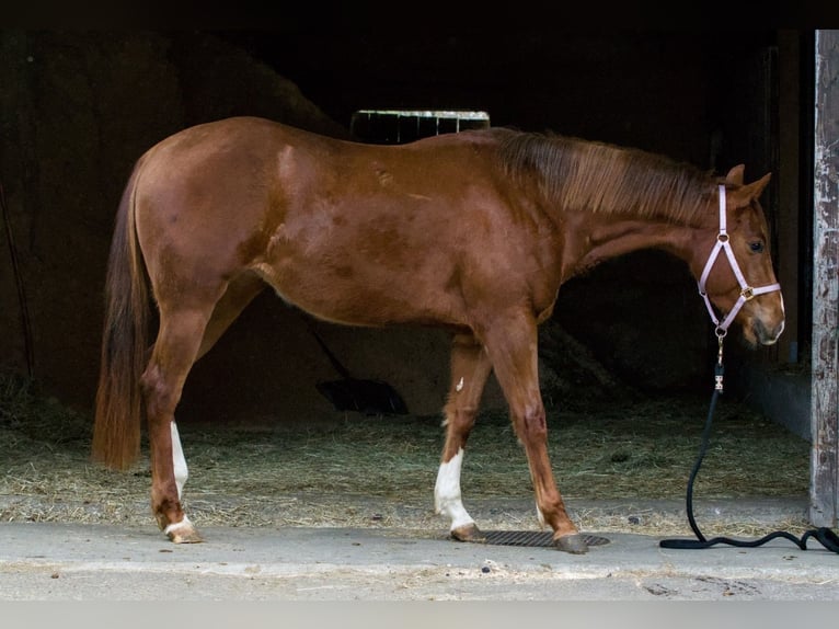 American Quarter Horse Stute 3 Jahre 147 cm Dunkelfuchs in AalenAalen