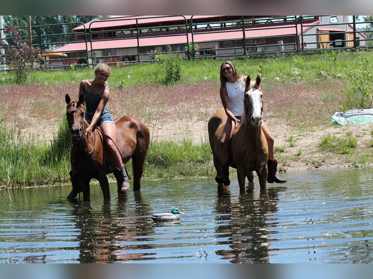 American Quarter Horse Stute 3 Jahre 147 cm Dunkelfuchs in Fort Collins